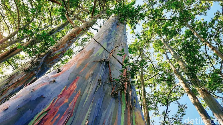 Hutan Pelangi di Bondowoso Hutan Pelangi di Bondowoso