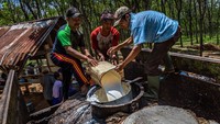 Sejumlah pekerja memasukkan getah karet ke dalam tangki penampungan hasil dari penyadapan Perkebunan Ngobo Afdeling Klepu PT Perkebunan Nusantara IX di Bergas, Kabupaten Semarang, Jawa Tengah, Senin (14/9/2020).