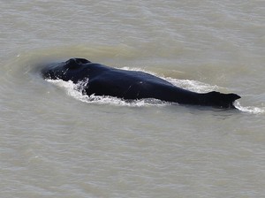 Salah Belok, Seekor Paus Bungkuk Terdampar di Sungai Penuh Buaya