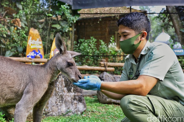 penjaga satwa taman safari bogor