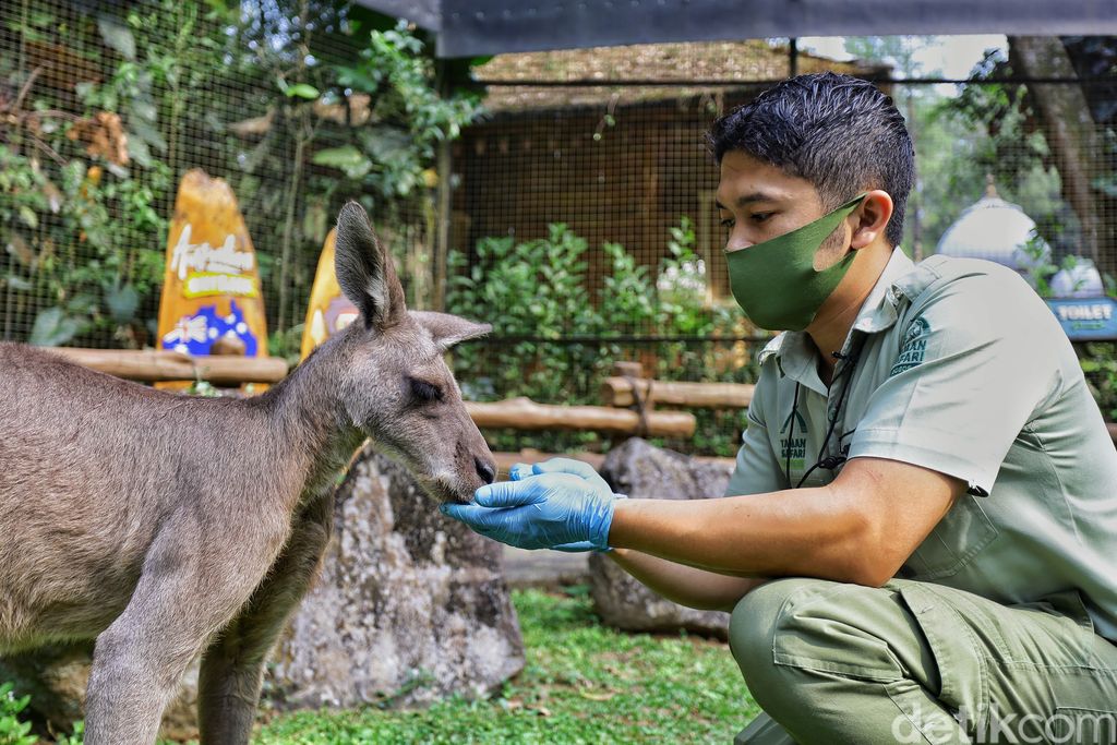 penjaga satwa taman safari bogor