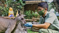 Saya dulu nggak pernah kepikiran untuk menjadi seorang keeper karena tidak begitu suka dengan hewan. Karena sekarang sudah berkecimpung langsung dengan hewan, jadinya suka banget malah, kata Budi membuka ceritanya kepada detikcom beberapa waktu lalu. 