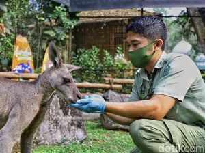 Cerita Penjaga Kanguru: Dulu Tak Suka Binatang, Kini Enggak Bisa Jauh