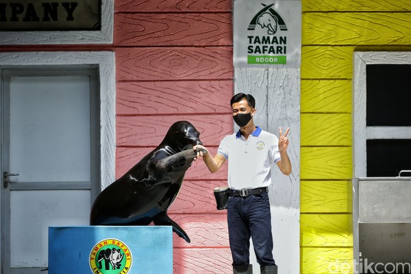 Cerita pengalaman merawat singa laut, Rizky sedikit banyak memahami bagaimana sifat dari singa laut. Mulai dari mereka badmood, cara membuat mereka senang hingga memasuki masa kawin. (Rafida Fauzia/detikcom) Cerita pengalaman merawat singa laut, Rizky sedikit banyak memahami bagaimana sifat dari singa laut. Mulai dari mereka badmood, cara membuat mereka senang hingga memasuki masa kawin. (Rafida Fauzia/detikcom)