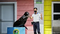 Cerita pengalaman merawat singa laut, Rizky sedikit banyak memahami bagaimana sifat dari singa laut. Mulai dari mereka badmood, cara membuat mereka senang hingga memasuki masa kawin. (Rafida Fauzia/detikcom)