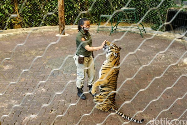Mengenal Perempuan Pawang Harimau