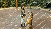 Untuk bisa menjadi seorang keeper, Afri dan rekan-rekannya juga melwwati masa pelatihan selama 3 bulan. Mereka diajari sadar-dasar tentang satwa, karakter, cara menghadapi satwa saat mereka marah dan juga bagaimana cara melakukan pendekatan. (Rafida Fauzia/detikcom)
