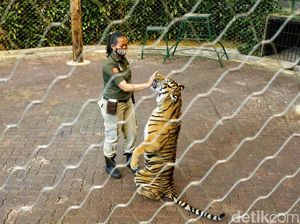 Mengenal Perempuan Pawang Harimau