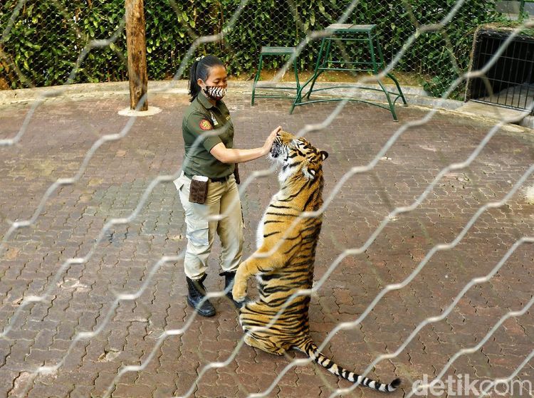 Mengenal Perempuan Pawang Harimau