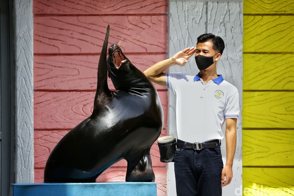Tiap pagi dan sore mereka kita keluarin. Mereka paling suka tuh, apalagi jika kita kasih mainan, nanti mereka main dengan itu. Dan lucunya, mereka ini paling nggak suka dicuekin lho. Misalnya kita lagi dalam kondisi mood jelek nih dari rumah, dan sampai di kandang tidak sapa mereka. Mereka bisa merasakan itu dan mood mereka juga akan jelek. Mereka akan balik ciekin kita, hingga pas pertunjukan mereka akan cuekin kita, cerita Rizky. (Rafida Fauzia/detikcom) Tiap pagi dan sore mereka kita keluarin. Mereka paling suka tuh, apalagi jika kita kasih mainan, nanti mereka main dengan itu. Dan lucunya, mereka ini paling nggak suka dicuekin lho. Misalnya kita lagi dalam kondisi mood jelek nih dari rumah, dan sampai di kandang tidak sapa mereka. Mereka bisa merasakan itu dan mood mereka juga akan jelek. Mereka akan balik ciekin kita, hingga pas pertunjukan mereka akan cuekin kita, cerita Rizky. (Rafida Fauzia/detikcom)