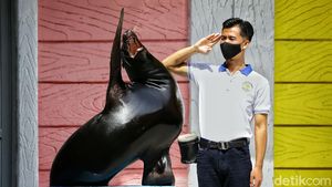 Gemas Banget! Singa Laut Taman Safari Berpose dengan Keepernya