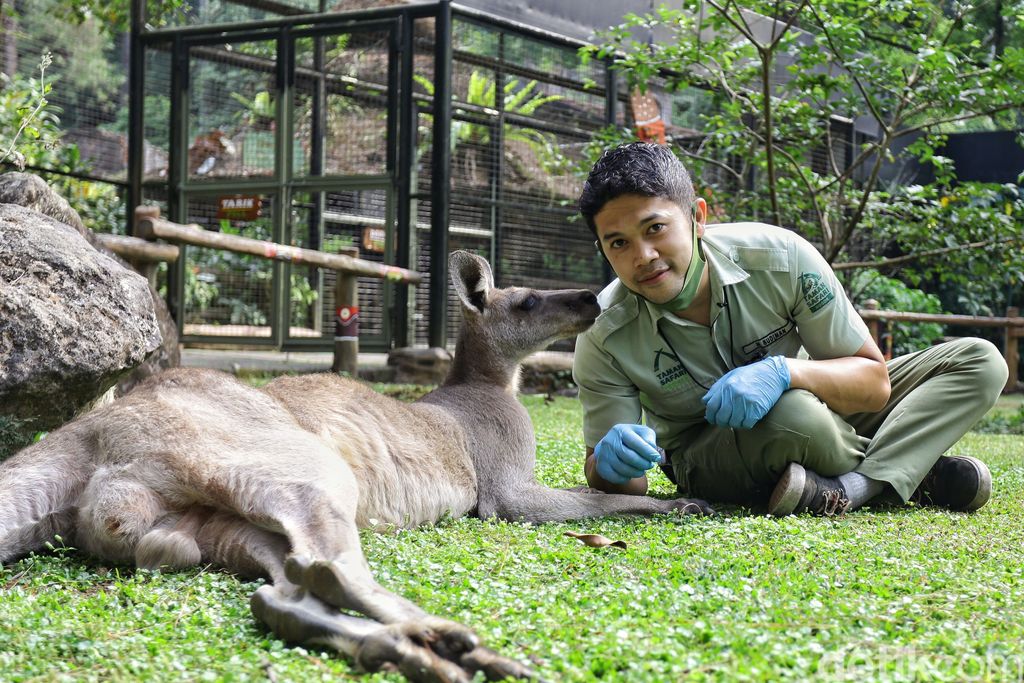 penjaga satwa taman safari bogor