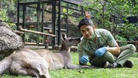 Dia sedang bermain dengan Budi, penjaganya. Budi telah bekerja menjadi seorang keeper selama `10 tahun. 