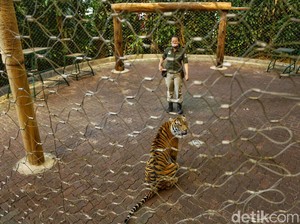 Perjuangan Pengelola Kebun Binatang di Tengah Himpitan Corona