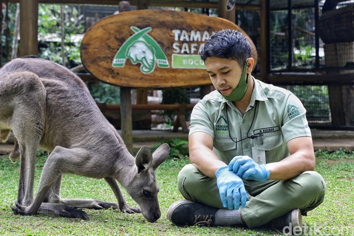 penjaga satwa taman safari bogor