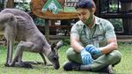 Kenalkan Darwin, Kanguru Abu-abu nan Imut di Taman Safari Bogor