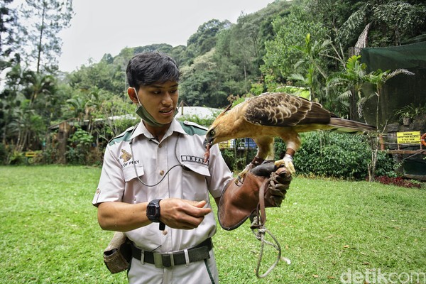 Ternyata Elja punya hal yang tidak dia sukai lho, traveler. Burung yang menjadi ikon negara tercinta ini sangat tidak disuka dipegang-pegang, dipeluk dan dielus. Dia juga terkadang juga mageran lho. Ternyata Elja punya hal yang tidak dia sukai lho, traveler. Burung yang menjadi ikon negara tercinta ini sangat tidak disuka dipegang-pegang, dipeluk dan dielus. Dia juga terkadang juga mageran lho.