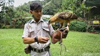 Ternyata Elja punya hal yang tidak dia sukai lho, traveler. Burung yang menjadi ikon negara tercinta ini sangat tidak disuka dipegang-pegang, dipeluk dan dielus. Dia juga terkadang juga mageran lho.