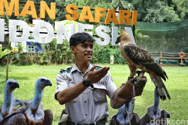 Irpan dan Elja sudah berteman akrab semenjak Elja dalam masa penetasan, tepatnya 5 tahun lalu. Elja merupakan hasil dari anakan Taman Safari Bogor. Irpan dan Elja sudah berteman akrab semenjak Elja dalam masa penetasan, tepatnya 5 tahun lalu. Elja merupakan hasil dari anakan Taman Safari Bogor.