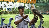 Irpan dan Elja sudah berteman akrab semenjak Elja dalam masa penetasan, tepatnya 5 tahun lalu. Elja merupakan hasil dari anakan Taman Safari Bogor.