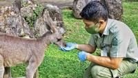 Nah, kamu yang mau ketemu Darwin datang langsung saja ke Taman Safari Bogor ya. 