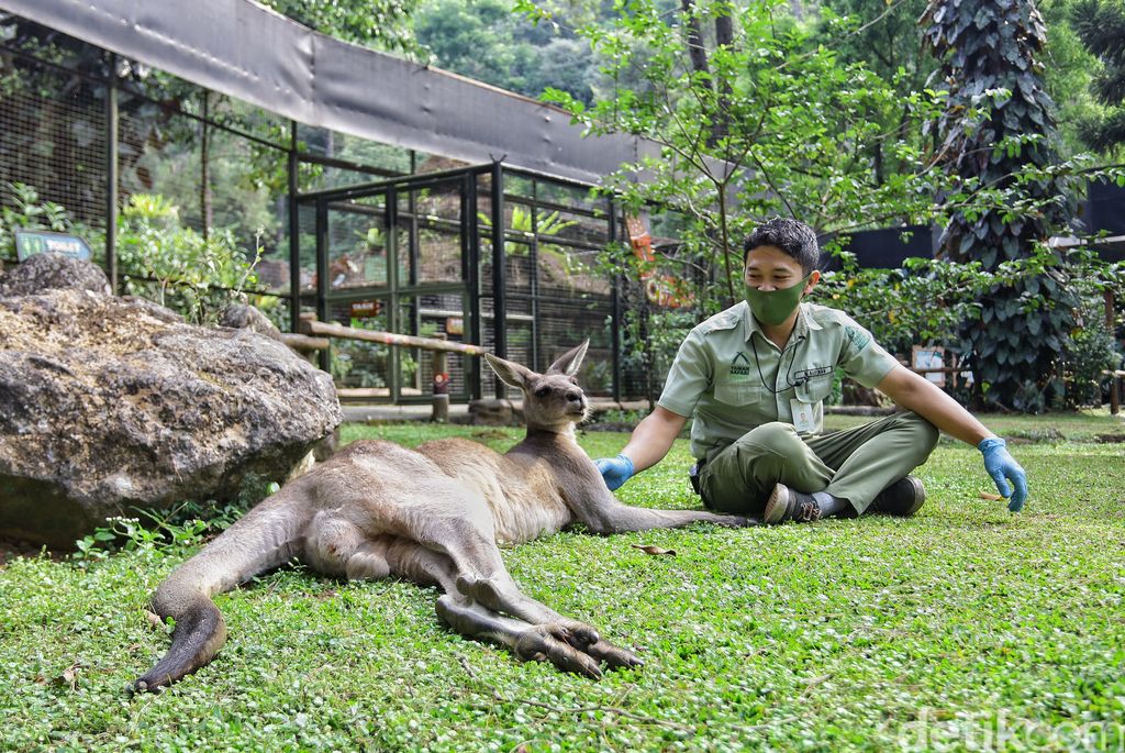 penjaga satwa taman safari bogor