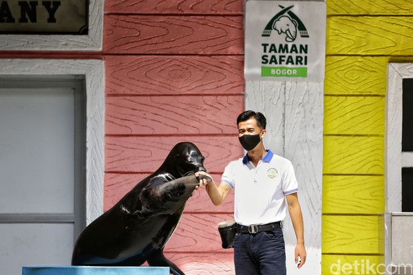 Bicara tentang singa laut, ternyata mereka punya makanan favorit. Singa laut suka ikan laut, kalau di Tama Safari Bogor, mereka dikasih makan ikan kembung, ikan layang dan cumi-cumi. Adapun kesukaan mereka adalah ikan kembung dan layang. (Rafida Fauzia/detikcom) Bicara tentang singa laut, ternyata mereka punya makanan favorit. Singa laut suka ikan laut, kalau di Tama Safari Bogor, mereka dikasih makan ikan kembung, ikan layang dan cumi-cumi. Adapun kesukaan mereka adalah ikan kembung dan layang. (Rafida Fauzia/detikcom)