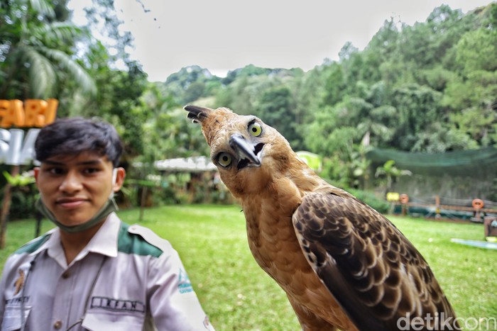 penjaga satwa taman safari bogor