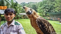 Suatu kehormatan bisa merawat salah satu hewan yang dilindungi ini. Merawatnya itu susah-susah gampang. Jika kita tidak mencintai hewan, maka akan susah sekali melakukan pendekatan. Namun apabila kita mencintai satwa, mereka juga akan mencintai kita, crita Irpan.