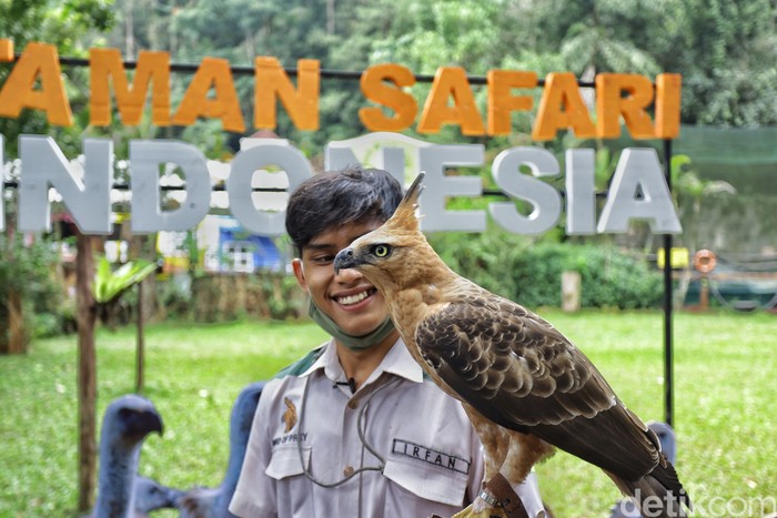 penjaga satwa taman safari bogor penjaga satwa taman safari bogor