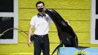 Taman Safari Indonesia memiliki 4 ekor singa laut. Dan salah satu yang menjadi keepernya adalah Rizky Januari Firmansyah. (Rafida Fauzia/detikcom)