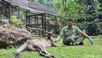 Si Darwin ini sangat suka di elus-elus dadanya. Dia paling tidak suka dikagetin. Saya biasanya manggil Darwin dengan memanggil-mangil namanya. Penasarankan bagaimana saya bisa dekat dengan satwa? Caranya gampang, dengan makanan. Sering-sering saja memberi makan mereka dan sering bertemu, nanti satwa akan hapal dan kenal dengan kita, Budi menambahkan. 