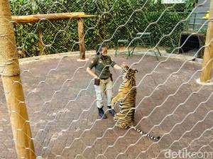 Cewek Ini Nggak Ada Takut-takutnya Sama Harimau