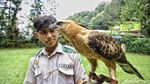 Potret Burung Garuda Bersama Pawangnya