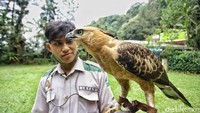 Elja juga punya jam istirahat. Saat malam hari dan juga selesai pertunjukan dia akan dimasukan ke dalam kandang untuk istirahat. Adapun makanan favoritnya Elja yaitu tikus putih alias mencit.