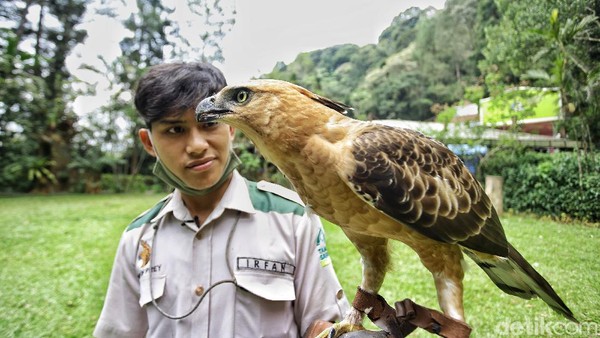 Foto terpopuler kelima adalah seputar Elang Jawa. Elang Jawa dikenal sebagai burung Garuda, lambang dari negara tercinta Indonesia. Foto: (Rafida Fauzia/detikcom) Foto terpopuler kelima adalah seputar Elang Jawa. Elang Jawa dikenal sebagai burung Garuda, lambang dari negara tercinta Indonesia. Foto: (Rafida Fauzia/detikcom)
