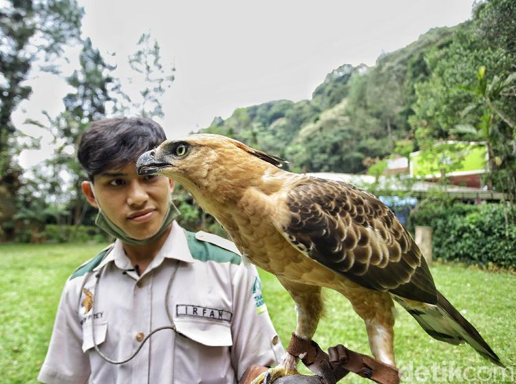 Potret Burung Garuda Bersama Pawangnya