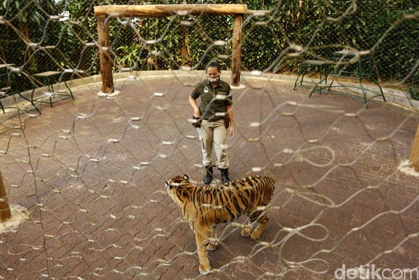 Walau sudah hampir dua tahun bersama harimau, bukan berarti Afri tidak punya ketakutan berinteraksi dengan hewan buas ini. (Rafida Fauzia/detikcom) Walau sudah hampir dua tahun bersama harimau, bukan berarti Afri tidak punya ketakutan berinteraksi dengan hewan buas ini. (Rafida Fauzia/detikcom)