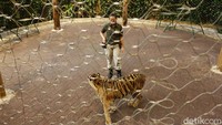 Walau sudah hampir dua tahun bersama harimau, bukan berarti Afri tidak punya ketakutan berinteraksi dengan hewan buas ini. (Rafida Fauzia/detikcom)