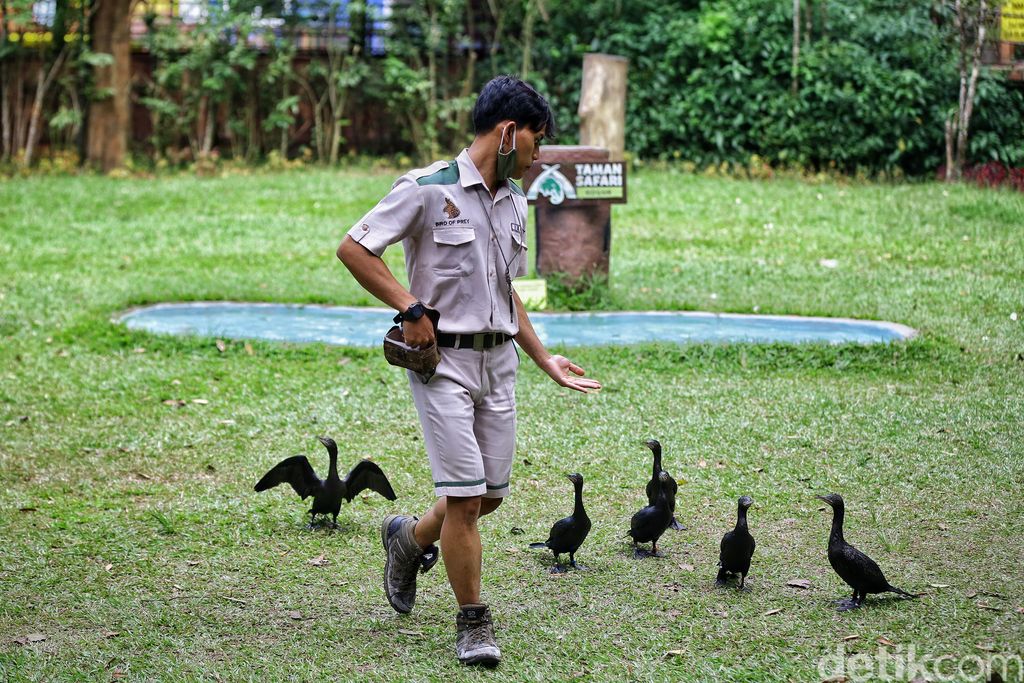 penjaga satwa taman safari bogor