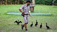Menjadi penjaga satwa ternyata sangat disukai oleh Irpan. Selain mendapatkan ilmu baru, dia juga bisa menyalurkan hobi dan kecintaannya kepada hewan.