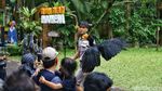 Potret Burung Garuda Bersama Pawangnya