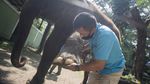 Begini Perawatan Meni-Pedi Gajah di Kebun Binatang