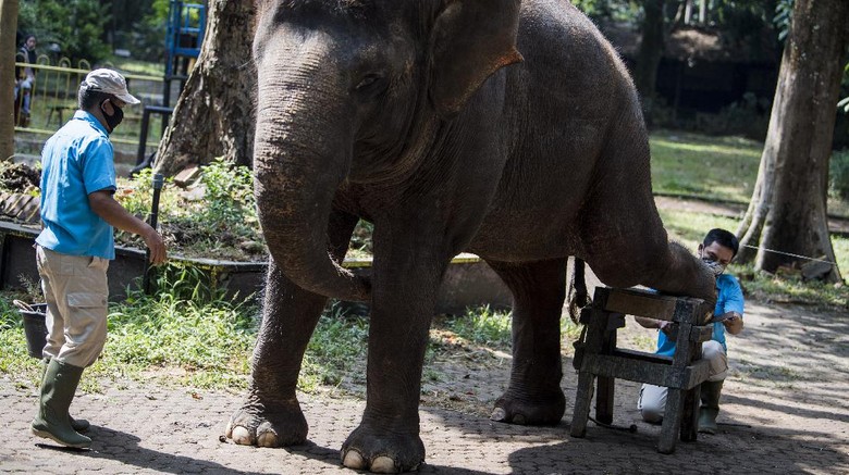 Pawang gajah (keeper) membersihkan kuku dan telapak kaki seekor gajah Sumatera saat perawatan satwa di Kebun Binatang Bandung, Jawa Barat, Senin (14/9/2020). Perawatan tersebut guna menjaga kesehatan satwa dan memudahkan gajah berjalan di atas permukaan beton atau 