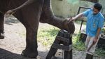 Begini Perawatan Meni-Pedi Gajah di Kebun Binatang