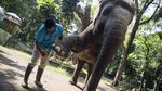 Begini Perawatan Meni-Pedi Gajah di Kebun Binatang