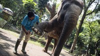 Pawang gajah (keeper) membersihkan kuku dan telapak kaki seekor gajah Sumatera saat perawatan satwa di Kebun Binatang Bandung, Jawa Barat, Senin (14/9/2020).
