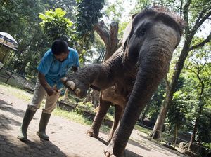 Pawang di Konservasi Padang Sugihan Tewas, Diduga Diseruduk Gajah