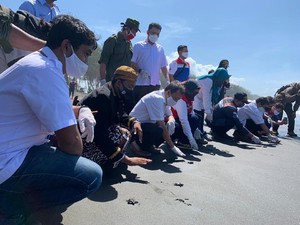Pertamina Lepasliarkan Anak Penyu Hasil Konservasi di Pantai Sodong