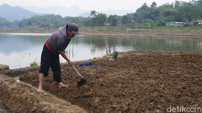 Warga Bandung Barat manfaatkan Sungai Citarum mengering jadi lahan pertanian